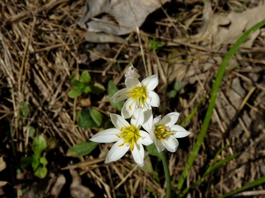 {Nothoscordum bivalve}